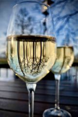 Spiegelung im Glas.jpg